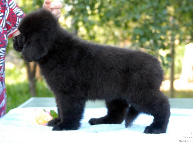 Фото: ньюфаундленд Sent Djons S'yuzi Kvatro (Сент Джонс Сьюзи Кватро)