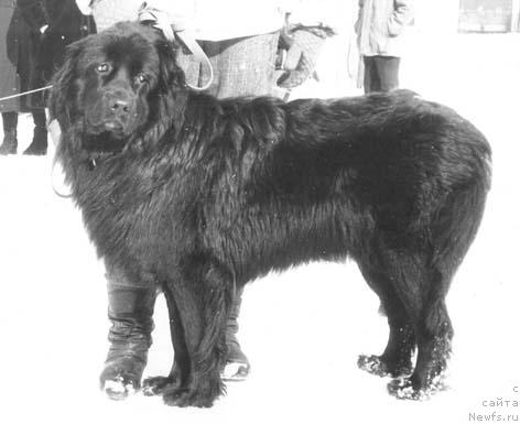 Фото: ньюфаундленд YEli Tagi Kent (Эли Таги Кент)