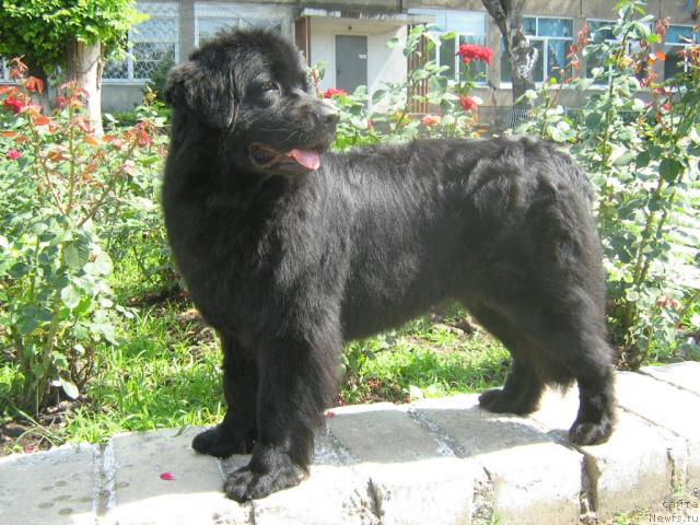 Фото: ньюфаундленд Jenev'ev Garni Ledyen (Женевьев Гарни Ледэн)