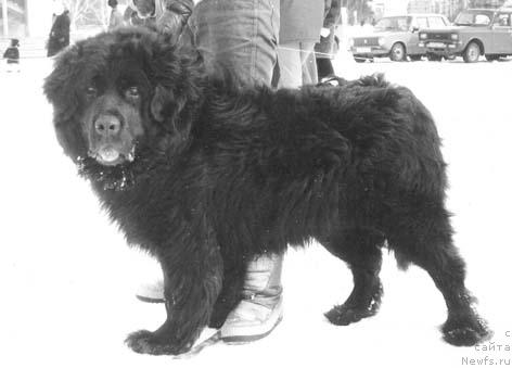 Фото: ньюфаундленд Oskar Mollidyen (Оскар Моллидэн)
