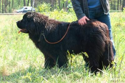 Фото: ньюфаундленд Raduga Dlya Bolshogo Malysha (Радуга для Большого Малыша)