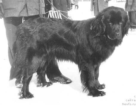 Фото: ньюфаундленд Simona Gonor (Симона Гонор)