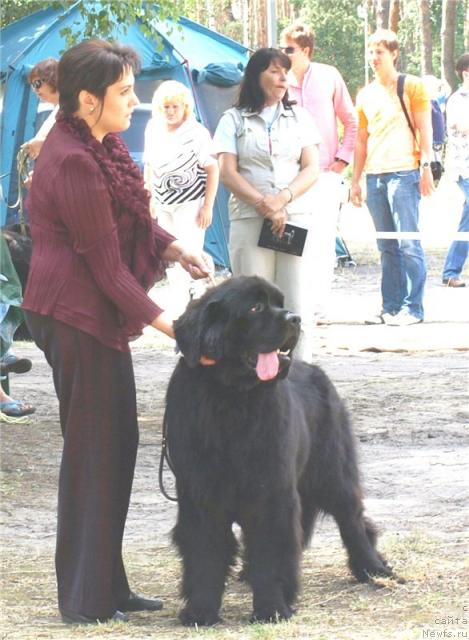 Фото: ньюфаундленд Bigbrother iz Volotova