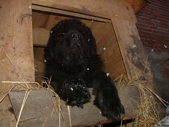 Фото: ньюфаундленд Velikiy Medved' Beguschiy po Volnam (Великий Медведь Бегущий по Волнам)
