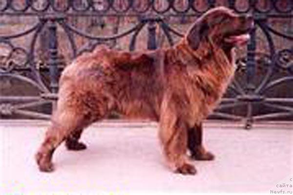 Фото: ньюфаундленд Utsilia Brown (Уцилия Браун)