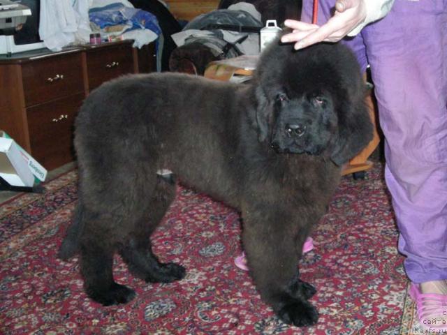 Фото: ньюфаундленд Sent Djons Kruiz (Сент Джонс Круиз)