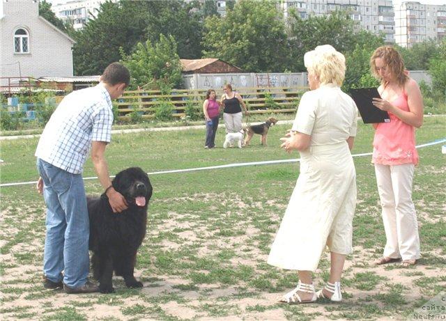 Фото: ньюфаундленд Laert Big Friend (Лаэрт Биг Френд), Aleksandr Hijnyak (Александр Хижняк), эксперт Гончарук О.