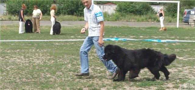 Фото: ньюфаундленд Laert Big Friend (Лаэрт Биг Френд), Aleksandr Hijnyak (Александр Хижняк)