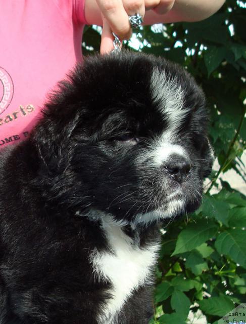 Фото: ньюфаундленд Mag Ispolin Lavina (Маг Исполин Лавина)