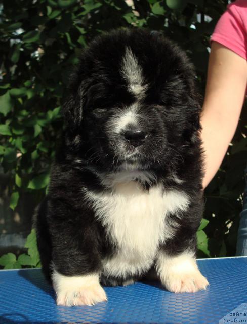 Фото: ньюфаундленд Mag Ispolin Lavina (Маг Исполин Лавина)