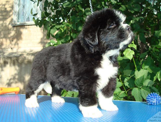 Фото: ньюфаундленд Mag Ispolin Lavina (Маг Исполин Лавина)