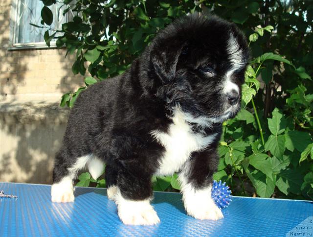 Фото: ньюфаундленд Mag Ispolin Lavina (Маг Исполин Лавина)