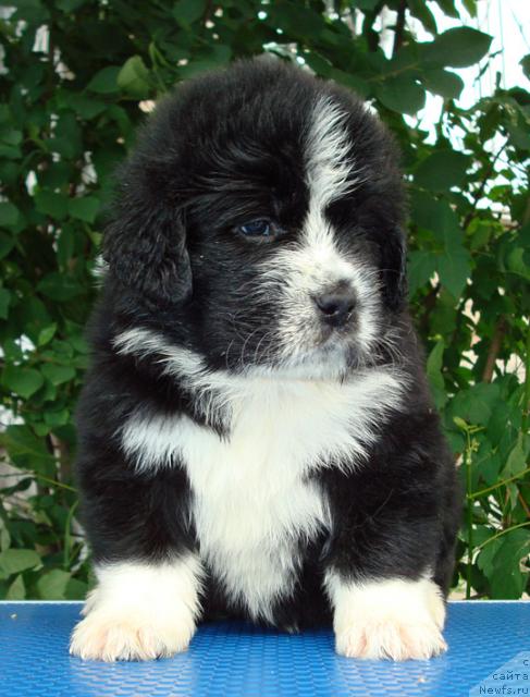 Фото: ньюфаундленд Mag Ispolin Lunnaya Simfoniya (Маг Исполин Лунная Симфония)