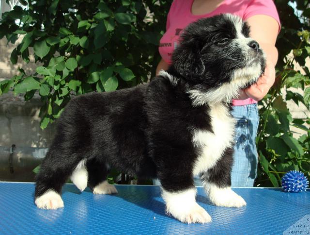 Фото: ньюфаундленд Mag Ispolin Lunnaya Simfoniya (Маг Исполин Лунная Симфония)