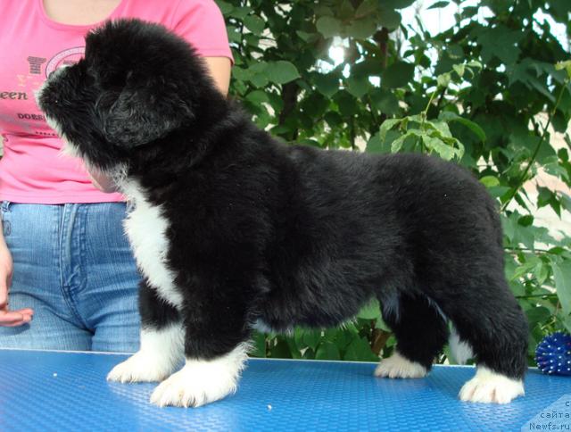 Фото: ньюфаундленд Mag Ispolin Lunnaya Simfoniya (Маг Исполин Лунная Симфония)