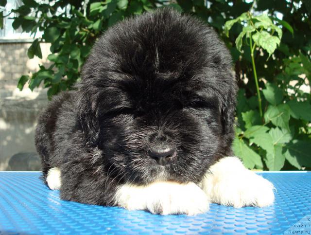 Фото: ньюфаундленд Mag Ispolin Lyubava (Маг Исполин Любава)