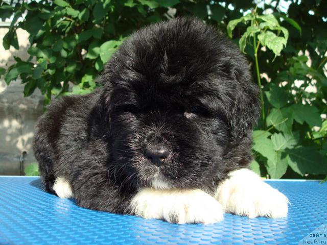 Фото: ньюфаундленд Mag Ispolin Lyubava (Маг Исполин Любава)