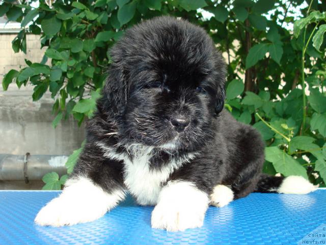 Фото: ньюфаундленд Mag Ispolin Lyubava (Маг Исполин Любава)