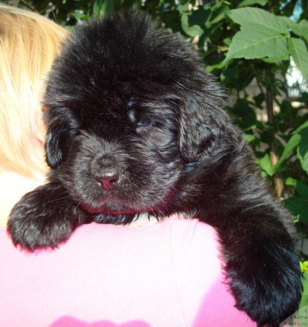 Фото: ньюфаундленд Mag Ispolin Lira Lyubvi (Маг Исполин Лира Любви)