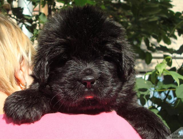 Фото: ньюфаундленд Mag Ispolin Lira Lyubvi (Маг Исполин Лира Любви)