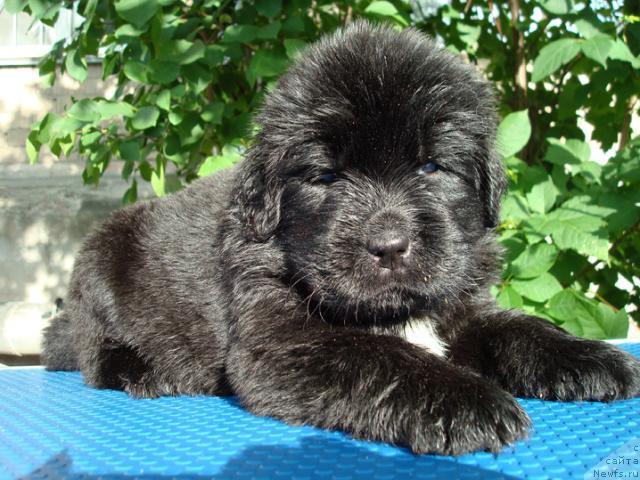 Фото: ньюфаундленд Mag Ispolin Lira Lyubvi (Маг Исполин Лира Любви)