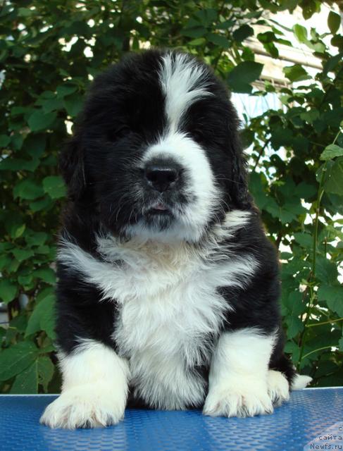 Фото: ньюфаундленд Mag Ispolin Lyubomir (Маг Исполин Любомир)