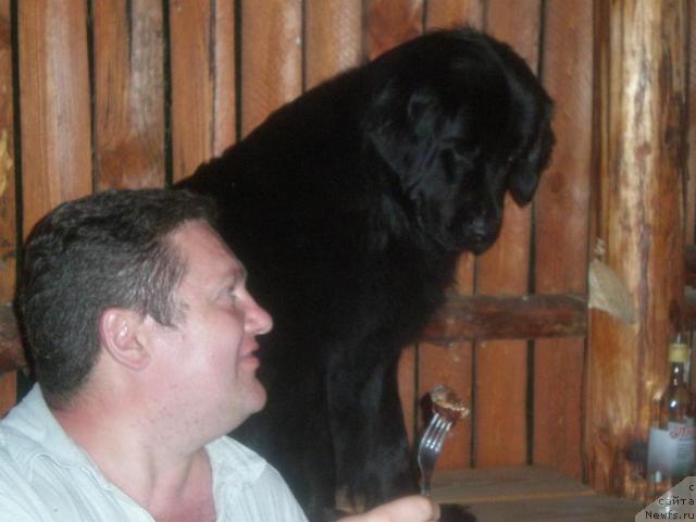 Фото: ньюфаундленд Prima Donna (Прима Донна), Tat'yana Bogdan (Татьяна Богдан)