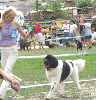 Фото: ньюфаундленд Pchiolkin Dom Begonia (Пчёлкин Дом Бегония), Токарчук Юлия