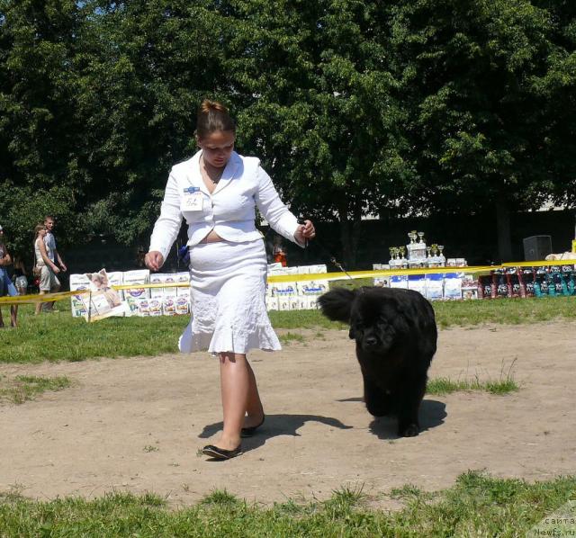 Фото: ньюфаундленд Potap Felicia (Потап Фелиция), Mariya SHatilova (Мария Шатилова)