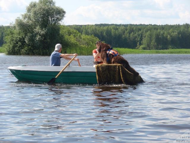 Фото: ньюфаундленд Obush Shed Yudashkin Stil (Обуш Шед Юдашкин Стиль)