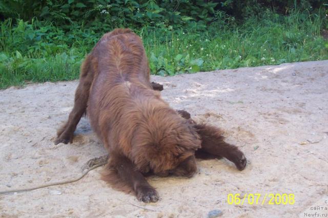 Фото: ньюфаундленд Smigar Rishel Lady Fortuna (Смигар Ришель Леди Фортуна), ньюфаундленд Funnewf Gospozha Udacha (Фанньюф Госпожа Удача)