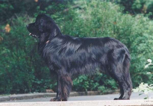 Фото: ньюфаундленд Blackskye's Moscow Knight