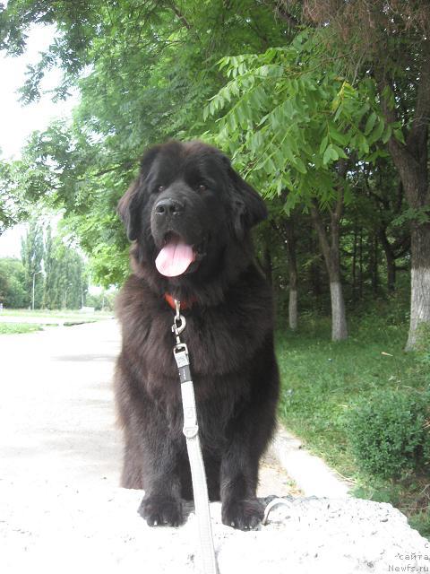 Фото: ньюфаундленд Iskryaschayasya Radost' s Berega Dona (Искрящаяся Радость с Берега Дона)