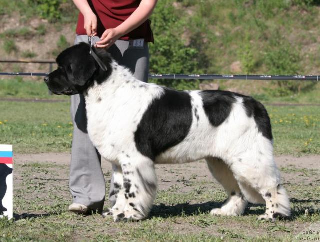 Фото: ньюфаундленд Plyushevaya Panda La Bella (Плюшевая Панда Ла Белла)