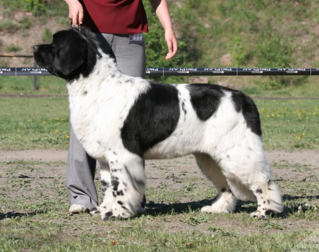 Фото: ньюфаундленд Plyushevaya Panda La Bella (Плюшевая Панда Ла Белла)