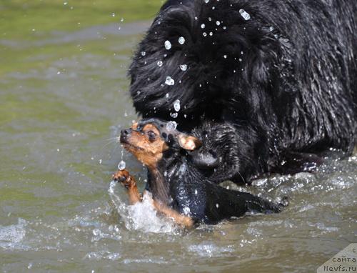 Фото: ньюфаундленд Djentli Bon iz Medvej'ego YAra (Джентли Бон из Медвежьего Яра)