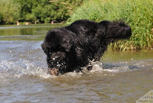 Фото: ньюфаундленд Djentli Bon iz Medvej'ego YAra (Джентли Бон из Медвежьего Яра)