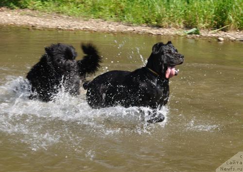 Фото: ньюфаундленд Djentli Bon iz Medvej'ego YAra (Джентли Бон из Медвежьего Яра)