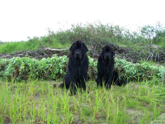 Фото: ньюфаундленд Gloriya Grand Blek (Глория Гранд Блек), ньюфаундленд Fortuna of Giant's Island