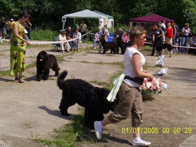 Фото: ньюфаундленд Fortuna of Giant's Island, Elena Kuz'mina (Елена Кузьмина)