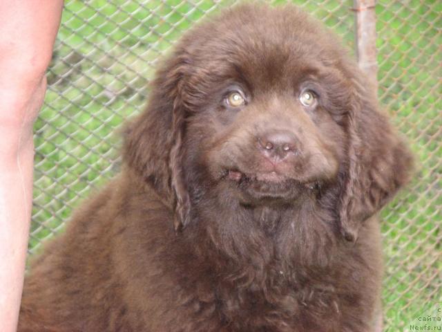 Фото: ньюфаундленд Aristokrat ot Rafayellyi (Аристократ от Рафаэллы)