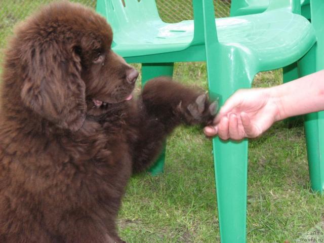 Фото: ньюфаундленд Aristokrat ot Rafayellyi (Аристократ от Рафаэллы)