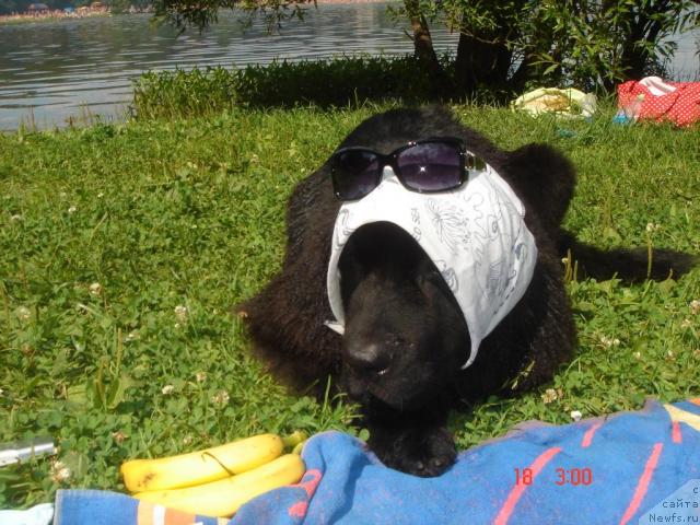 Фото: ньюфаундленд Dyurbahler Klab Al' Pochino (Дюрбахлер Клаб Аль Почино)