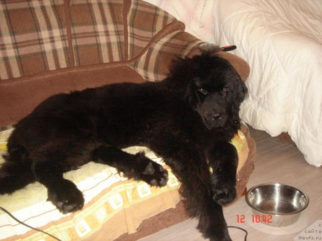 Фото: ньюфаундленд Dyurbahler Klab Al' Pochino (Дюрбахлер Клаб Аль Почино)