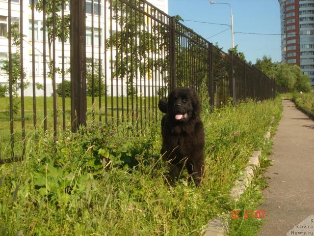 Фото: ньюфаундленд Dyurbahler Klab Al' Pochino (Дюрбахлер Клаб Аль Почино)