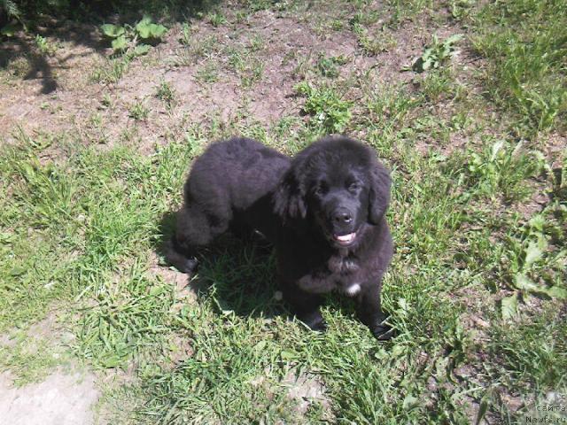 Фото: Svetlana Frolova (Светлана Фролова)