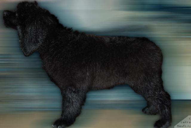 Фото: ньюфаундленд Formula Lyubvi ot Sibirskogo Medvedya (Формула Любви от Сибирского Медведя)