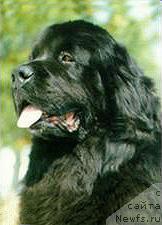 Фото: ньюфаундленд Bearbrook's Barnacle Bill