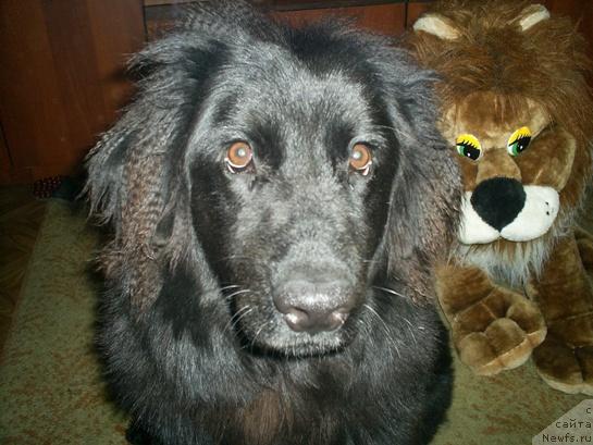 Фото: ньюфаундленд Odessa (Одесса), ньюфаундленд Odessa (Одесса)