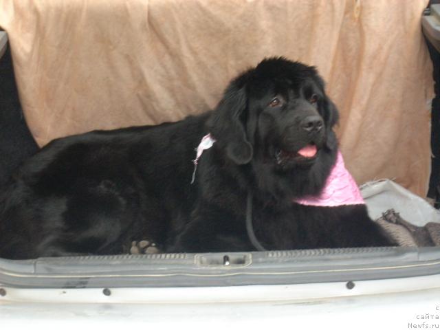 Фото: ньюфаундленд Polyarnaya Nochka (Полярная Ночка)